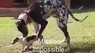 Mission impossible ,Funny dogs