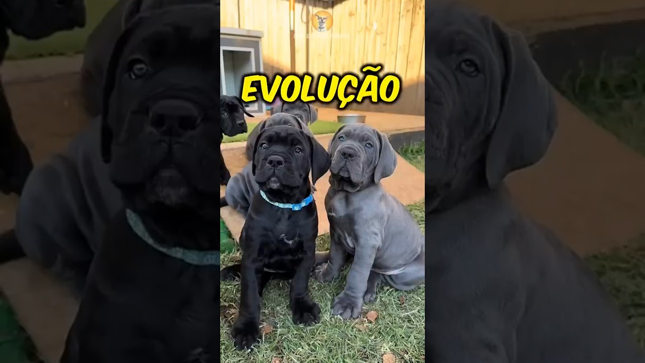 Evolução de cachorros GRANDES! #cães #dogs #perros