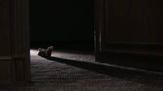"Teddy" (Arabic)