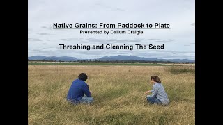 Native Grains Episode 2: Threshing and Cleaning the Seed