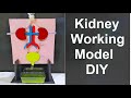 Kidney working model 3d making using waste materials   science fair project  diy home  howtofunda