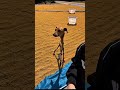 Sun-drying grain to protect it! My greyhound is chasing away chickens online 😂