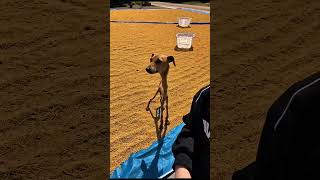 Sun-drying grain to protect it! My greyhound is chasing away chickens online 😂