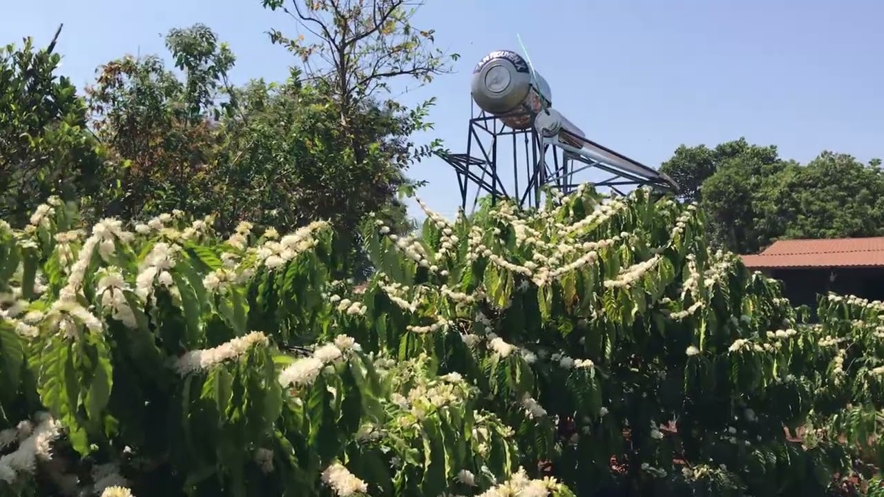 Kỷ niệm ngày 23 / 02 / 2026 hết ngày Tết và đi thăm vườn cà phê thôi.