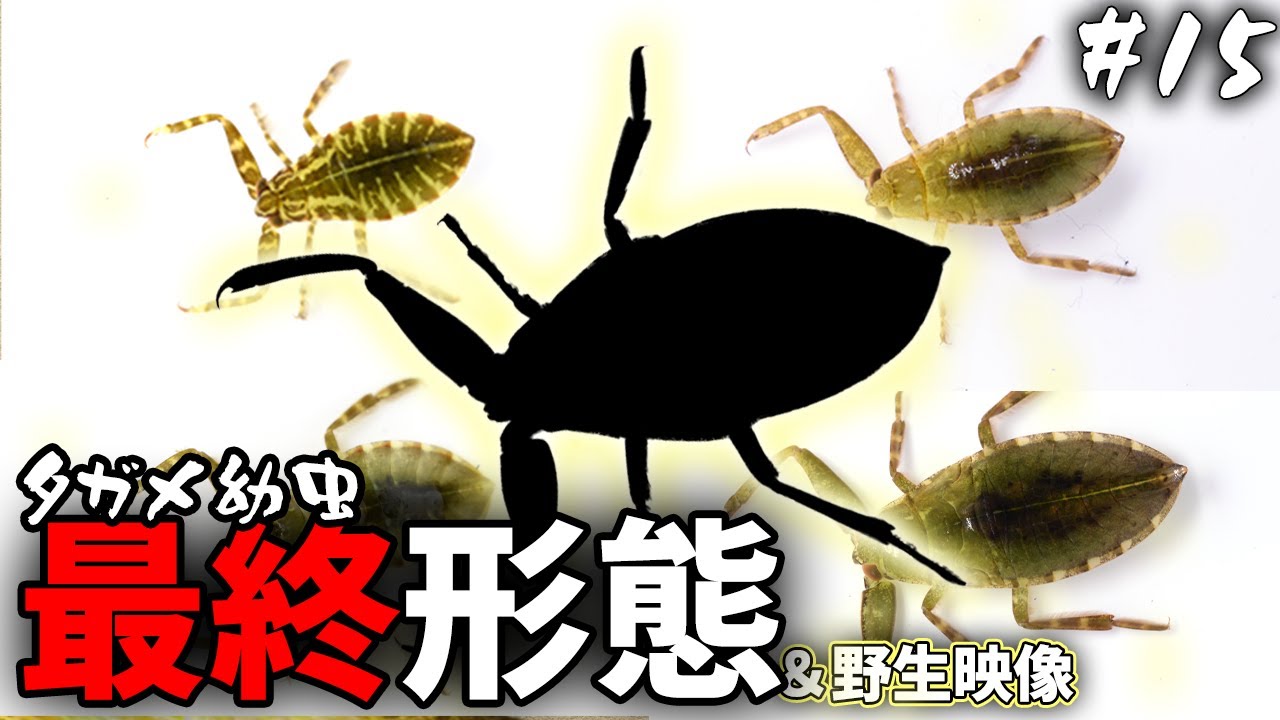 水生昆虫の王様、最後の幼虫の姿!!│タガメ飼育Vlog #15【終齢幼虫】【タガメ】 - YouTube