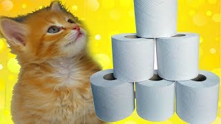 Что будет если дать котятам туалетную бумагу? СМЕШНЫЕ КОТЫ И КОШКИ Что будет если дать котятам туалетную бумагу? СМЕШНЫЕ КОТЫ И КОШКИ