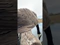 #outdoors #hunting #geese