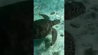 Paradise under the sea/WheninBohol/TeamReality