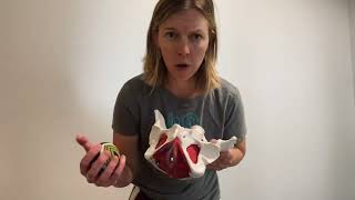 Pelvic Floor Release with Tennis Ball for Climbers