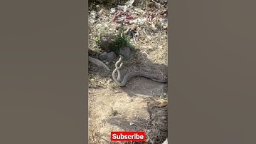 Snake Couple Dance #shorts #Wild #snake #Snake how 2 dance with each other #Amazing #Snake Love #Top