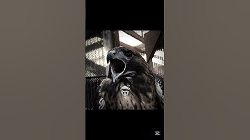 Thumbnail of Bird Sounds💀 ##shorts #birds #sound #edit