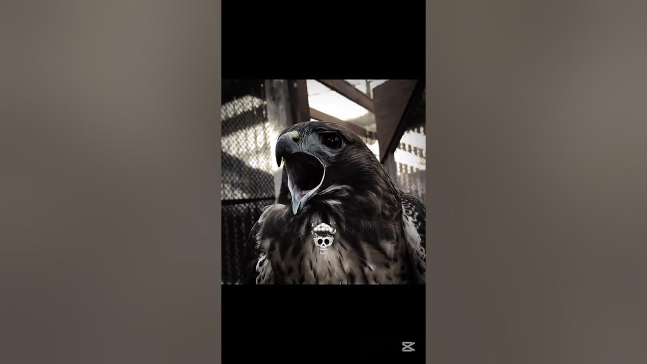Bird Sounds💀 ##shorts #birds #sound #edit