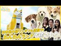 【つくばわんわんランド】可愛いがいっぱい!犬ネコ天国で癒されました【癒し/Pococha】