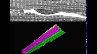 Looking Inside the Power Grid of a Muscle Cell/Cell Reports, Glancy et al., Movie S1