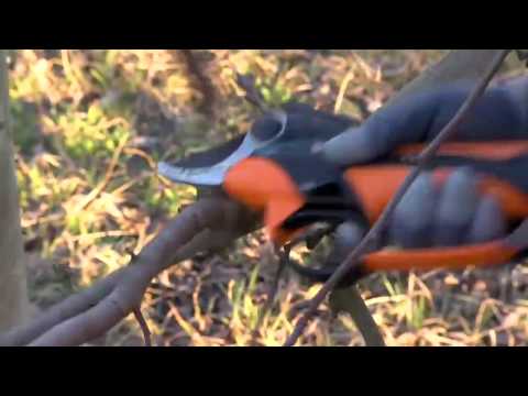 Pellenc Prunion - პროფესიონალური ელექტრო სეკატორი ხეხილის ბაღებისთვის