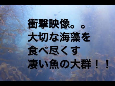 衝撃映像 海の中をまるハゲにしてしまう恐怖の魚 Youtube