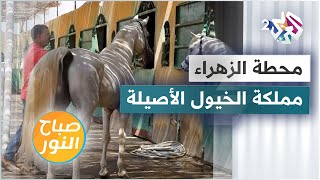 محطة الزهراء في مصر .. إحدى أقدم مراكز تدريب الخيول الأصيلة في العالم