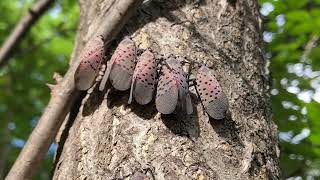 Report Spotted Lanternfly Sightings to Help Slow the Spread!