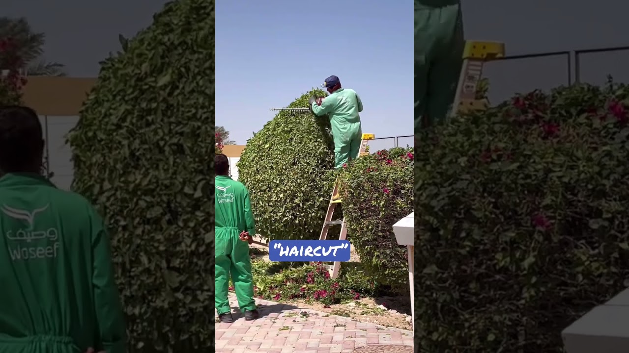 PLANT TRIMMING 7 YouTube PLANT TRIMMING 7 YouTube