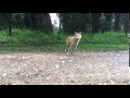 Coyote visto en el Parque Nacional Volcán Irazú Sector Prusia