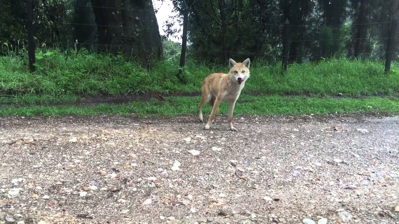 Coyote visto en el Parque Nacional Volcán Irazú Sector Prusia - YouTube