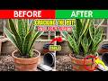 Snake Plant Care Root Bound Snake Plant Reality(when to Repot Now or Leave It Alone?)