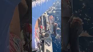 Μα πάλι έφαγαν μαζί 2; 🤣🤣 #ψάρεμα #fishing #kayakfishing δες το όλο στο κανάλι μου😉