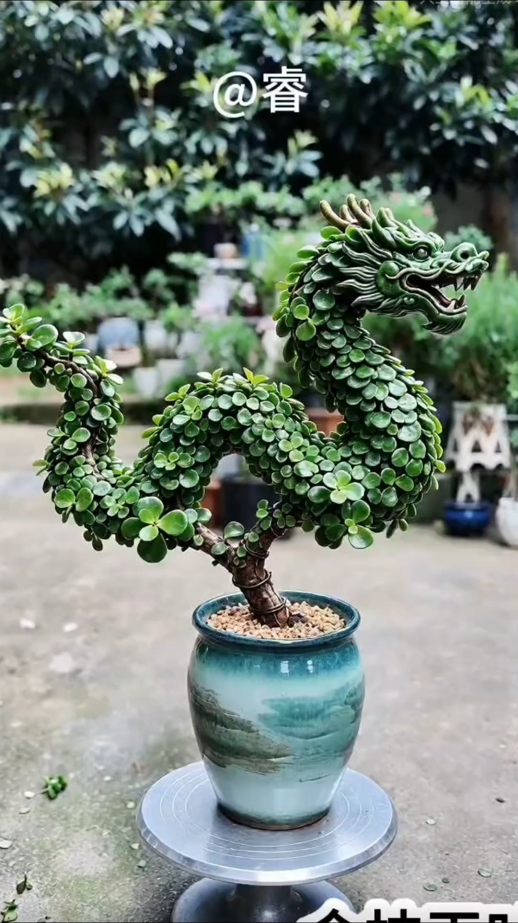 Jade Plant shaped like a Chinese dragon! First, you need to create