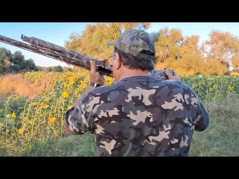 Üveyik Avı 2022 - Refaattin Demirel – Dove Hunting Istanbul Turkiye