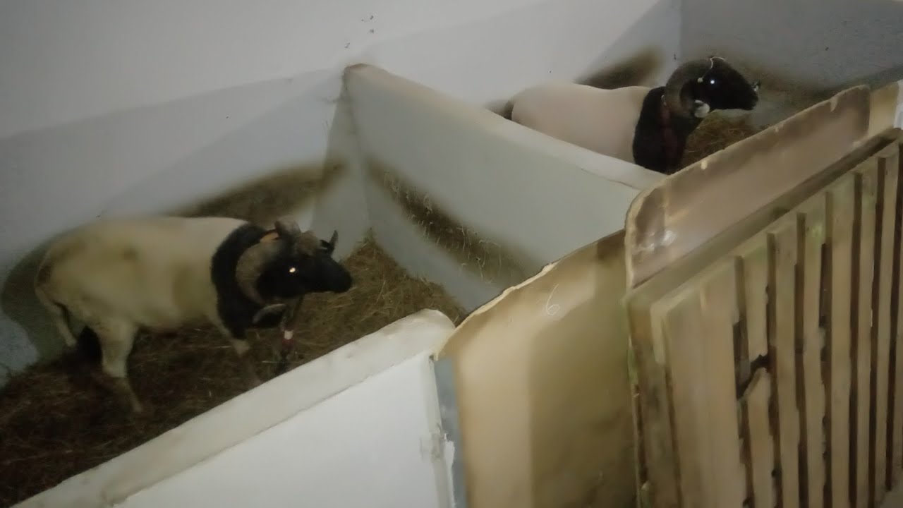 مخزن بعنوان كل الكباش جاهزة القتال 😱