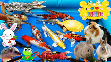 Na TV Tìm Thấy Rùa, Cá Sấu, Cua, Cá Koi Về Thả Bể, Bắt Thỏ, Chuột, Nhím Dễ Thương
