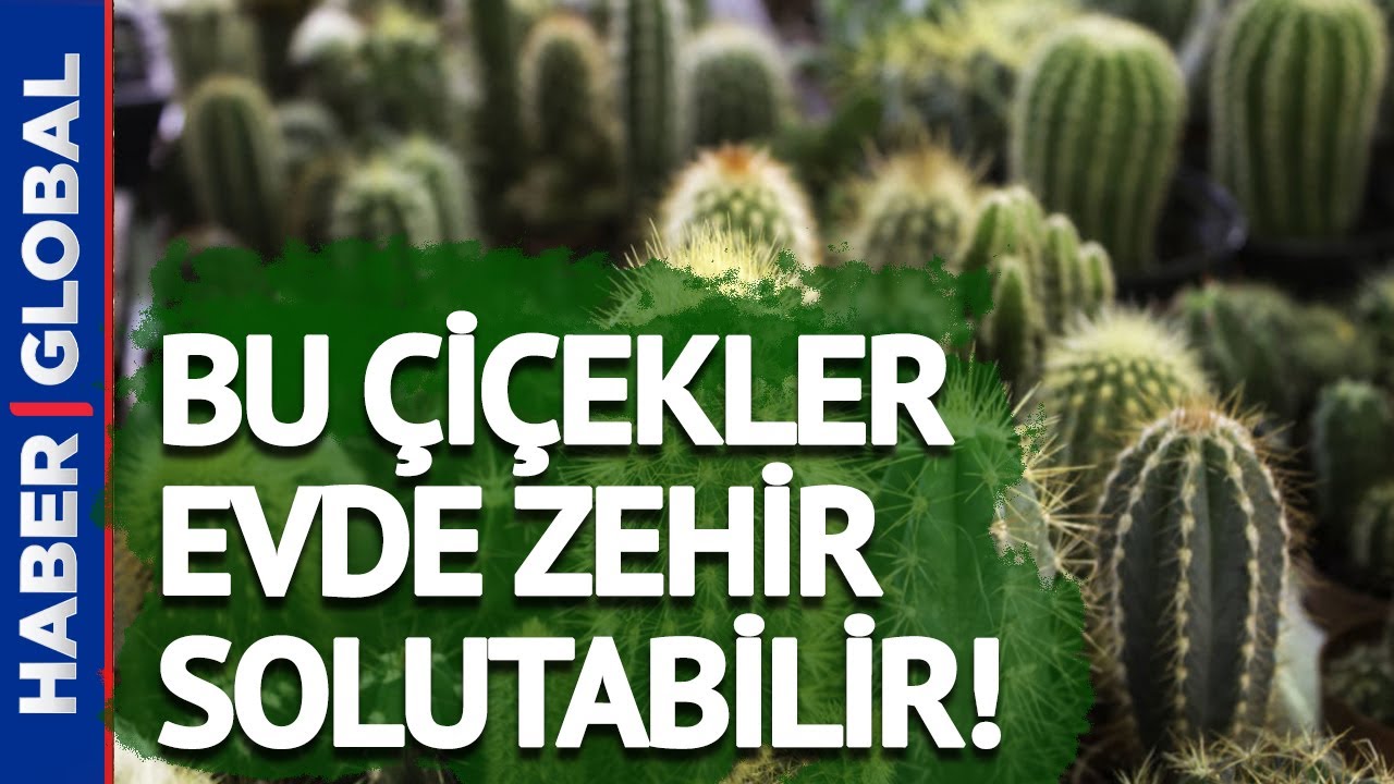 Bu Çiçekleri Evde Bulundurmayın! Uzmanlardan Zehirli Çiçek Uyarısı