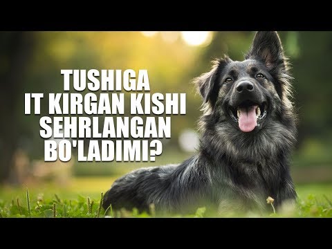 Video: Nega Qora It Tush Ko'rmoqda?