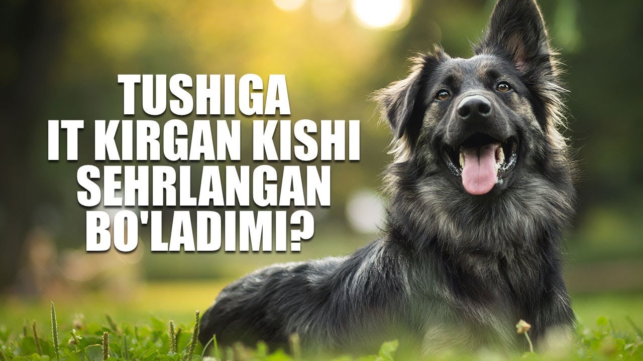 Tushiga it kirgan kishi sehrlangan bo'ladimi? | Shayx Sodiq Samarqandiy