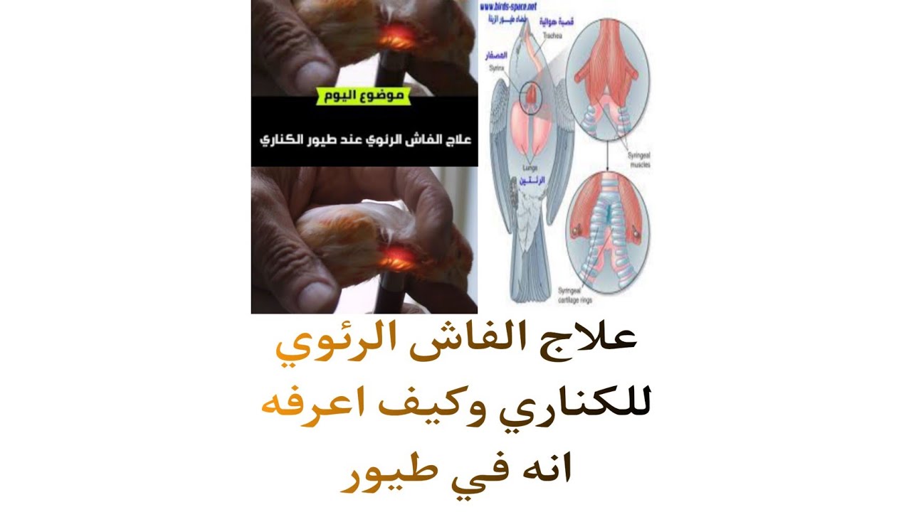 علاج الفاش الرئوي للكناري وكيف اعرفه انه في طيور