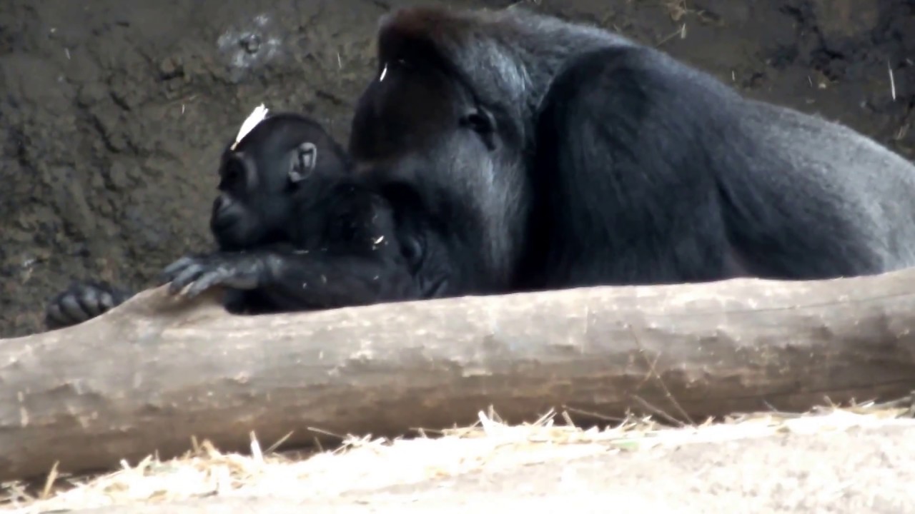 pretty hurts lyrics #05. Too cute! Gorilla baby (6 months old) 