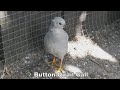 Button Quail Call Sounds