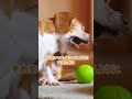 【犬の胃拡張は治る？】内臓の筋肉を鍛えれば治る【胃拡張】#ペット #運動 #食事回数 #サニーズアニマルクリニック