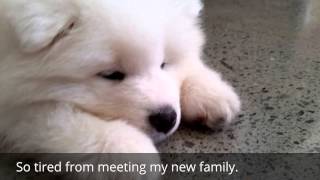 Sleepy Samoyed Puppy, 1st Day at Home by Samoyed Life 19,336 views 8 years ago 19 seconds