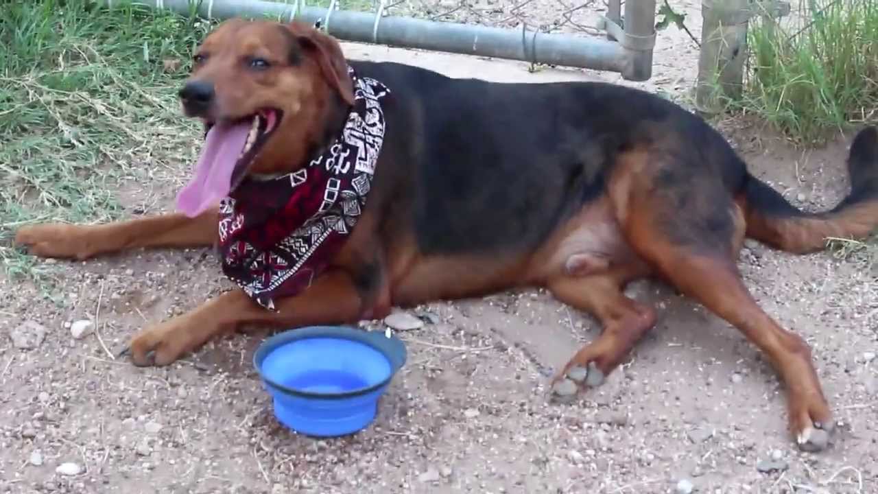 petco hours Huckleberry - ADOPTED!