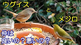 植木鉢でバードフィーダー（野鳥の餌台）ミックス編～ウグイス/メジロ/ヒヨドリ