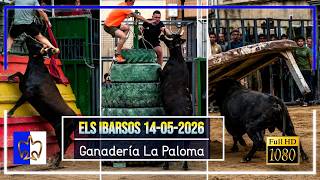 Els Ibarsos 14/05/2026 ▪️ Ganadería la Paloma