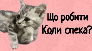 6 Порад Як Захистити КОТА в СПЕКУ!