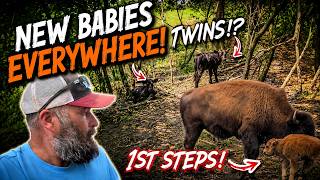 Bison and Cattle Herds are Growing!