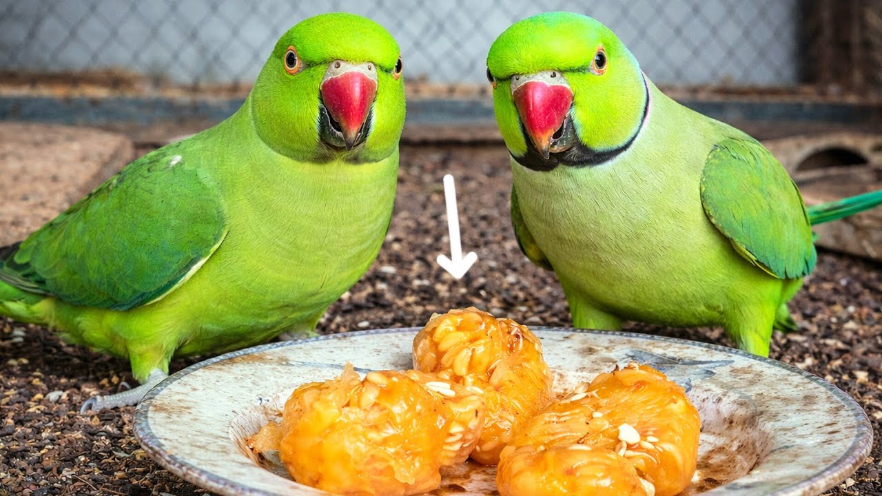 | Hungry PARROTS love melon seeds | How Parrots eat melon seeds |