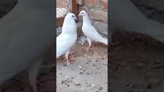 Любов і голуби #bird #fancypigeon #kabootar #pet #pigeonlover #top #animal #pigeon #loft #popular