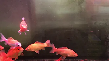 夜市的朱文錦iv تحميل Download Mp4 Mp3