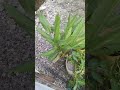 mini garden ni mother earth