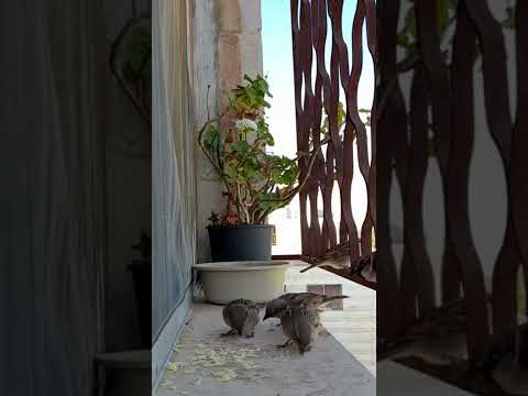 طيور الدوري