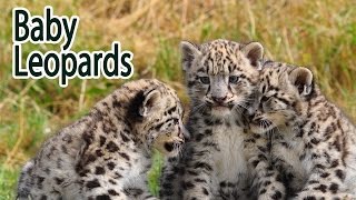 Baby Leopards by All About Animals 173 views 8 years ago 1 minute, 15 seconds